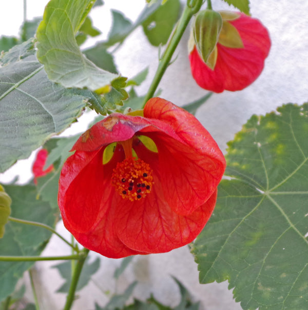 Non gmo abutilon bella samen