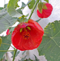 Non gmo abutilon bella samen