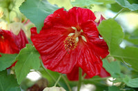 Ornamental abutilon bella flowering pflanze