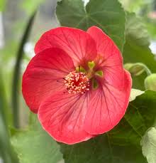 Abutilon bella in patio containers