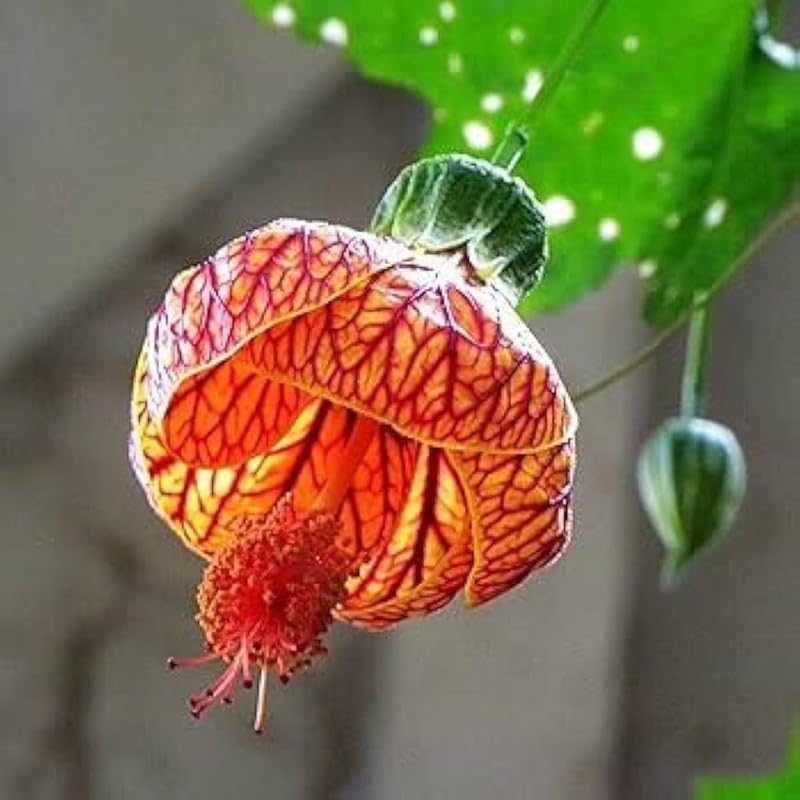 Abutilon hybridum garten blooms
