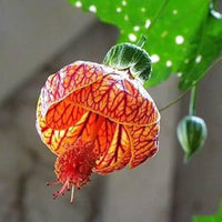 Abutilon hybridum garten blooms
