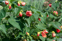 Abutilon striatum samen for anpflanzung