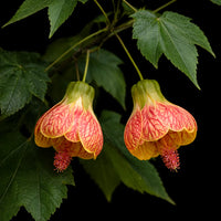 Gelb Rot Abutilon Striatum Blumensamen Garten Aussaat