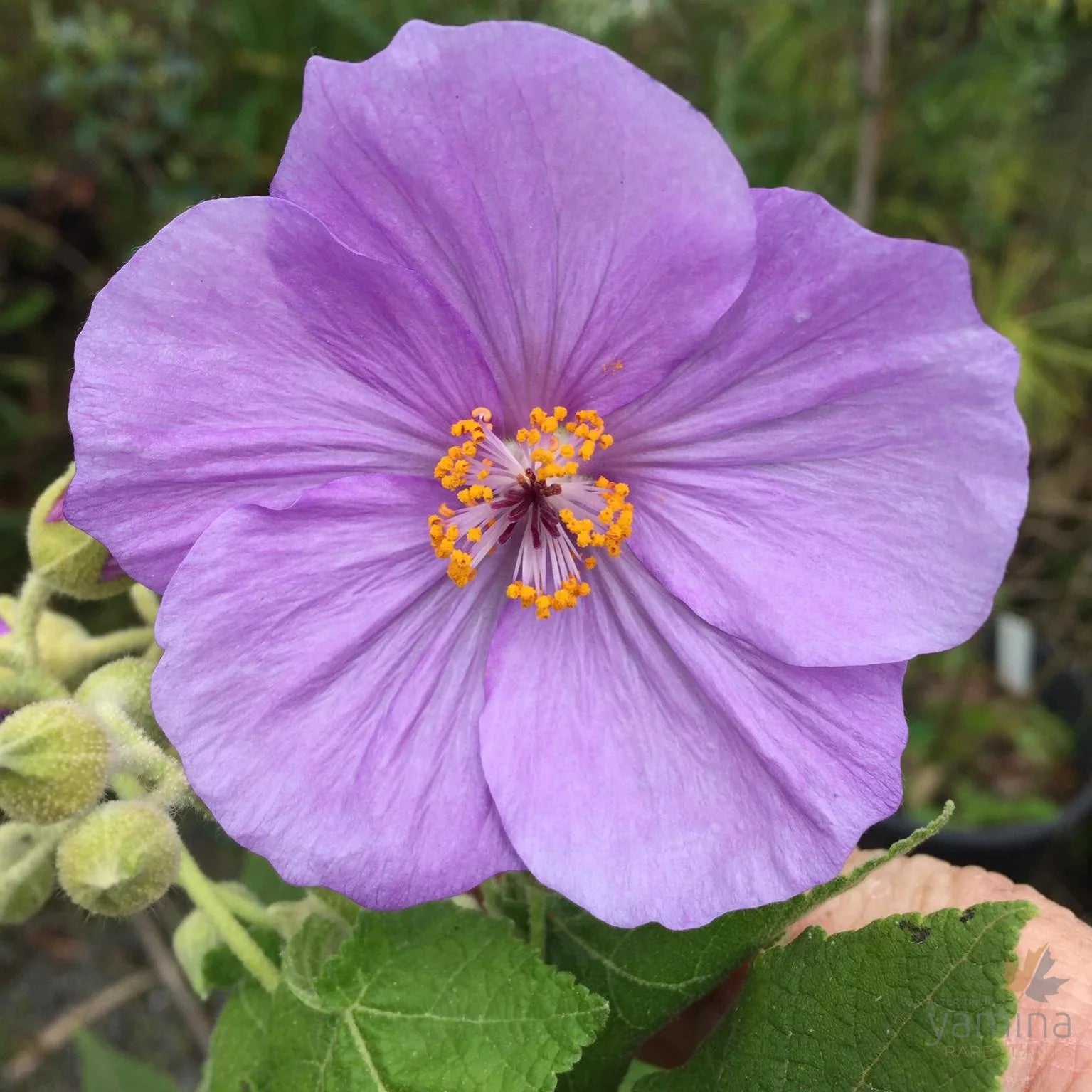 Violett Abutilon Vitifolium Samen zur Aussaat – elegant Gartenblumen
