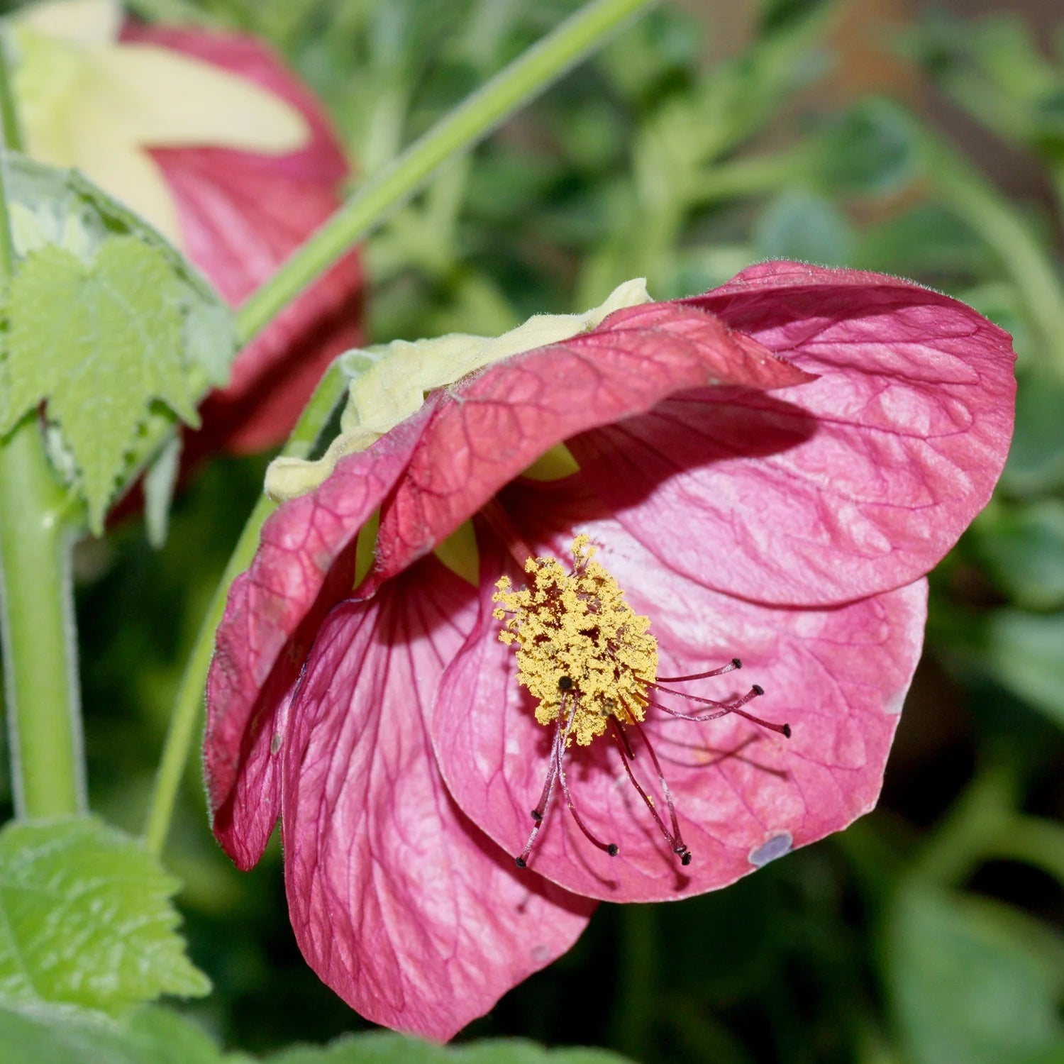Rosa Abutilon Striatum Blumensamen zur Aussaat – Wildblume Mischung – Traditionssorte & ohne Gentechnik Samen Hausgarten
