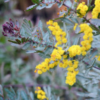 Acacia Baileyana Blumensamen zur Aussaat leuchtend Blüten Traditionssorte & ohne Gentechnik Samen Hausgarten