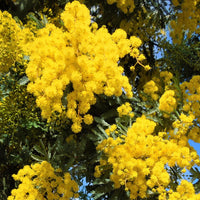 Gelb Acacia mehrjährig Blumensamen zur Aussaat – Traditionssorte ohne Gentechnik biologisch Garten Samen