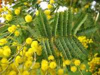 Gelb Mimosa Blumensamen zur Aussaat Bestäuber freundlich Traditionssorte & ohne Gentechnik Samen Hausgarten