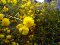 hell Grün Acacia Blumensamen zur Aussaat Drought verträglich Traditionssorte & ohne Gentechnik Samen Hausgarten