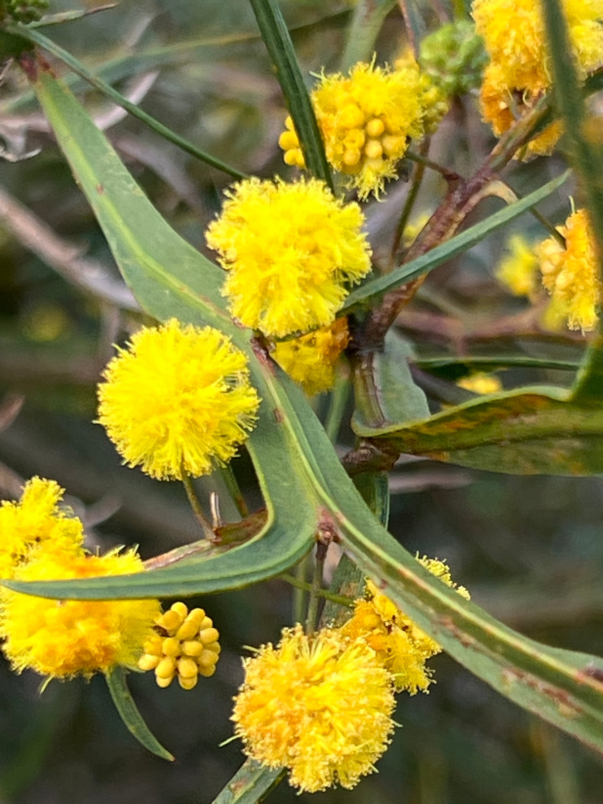 Gelb Acacia mehrjährig Blumensamen zur Aussaat – Traditionssorte ohne Gentechnik biologisch Garten Samen
