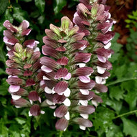Lila Weiß Acanthus Blumensamen zur Aussaat ideal Rabatten Traditionssorte & ohne Gentechnik Samen Hausgarten