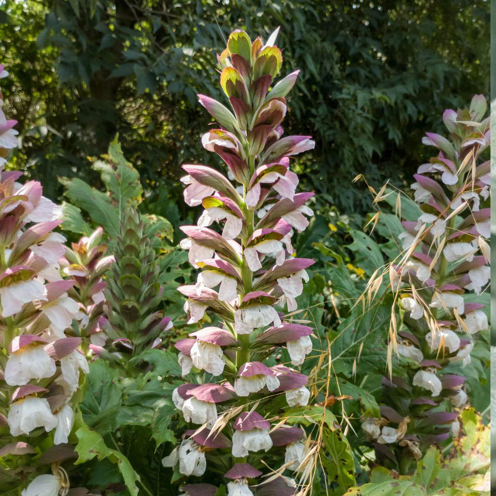 Breeches Blumensamen zur Aussaat – ideal Rabatten – Traditionssorte & ohne Gentechnik Samen Hausgarten