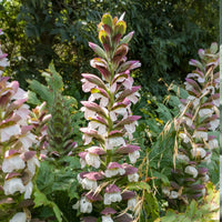 Breeches Blumensamen zur Aussaat – ideal Rabatten – Traditionssorte & ohne Gentechnik Samen Hausgarten