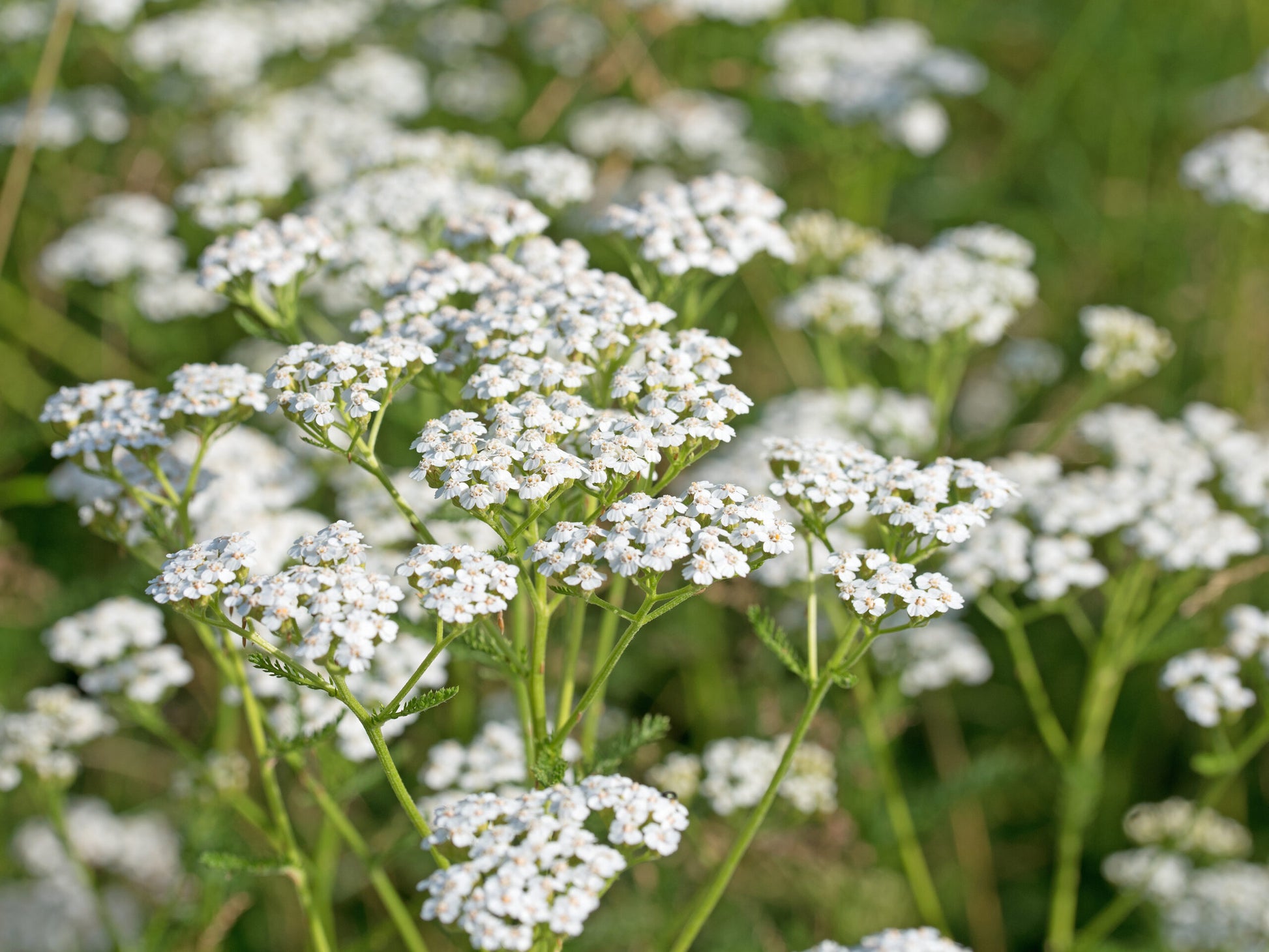 Weiß Achillea Blumensamen zur Aussaat – farbenfroh Schau – Traditionssorte & ohne Gentechnik Samen Hausgarten