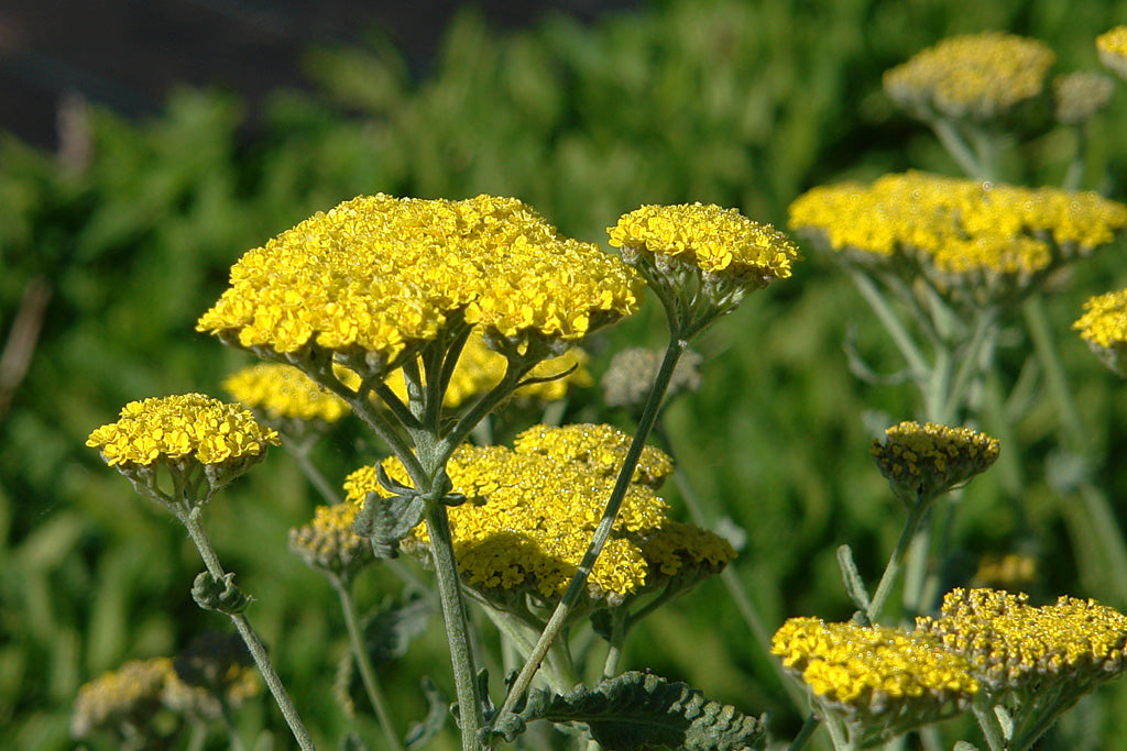 Achillea Blumensamen zur Aussaat kompakt Wuchs Traditionssorte & ohne Gentechnik Samen Hausgarten