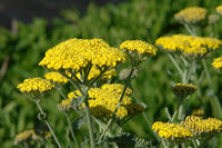 Achillea Blumensamen zur Aussaat kompakt Wuchs Traditionssorte & ohne Gentechnik Samen Hausgarten