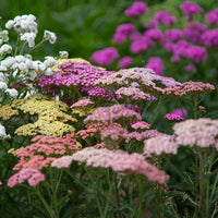 Gemischt Achillea Blumensamen zur Aussaat – Halbschatten verträglich – Traditionssorte & ohne Gentechnik Samen Hausgarten