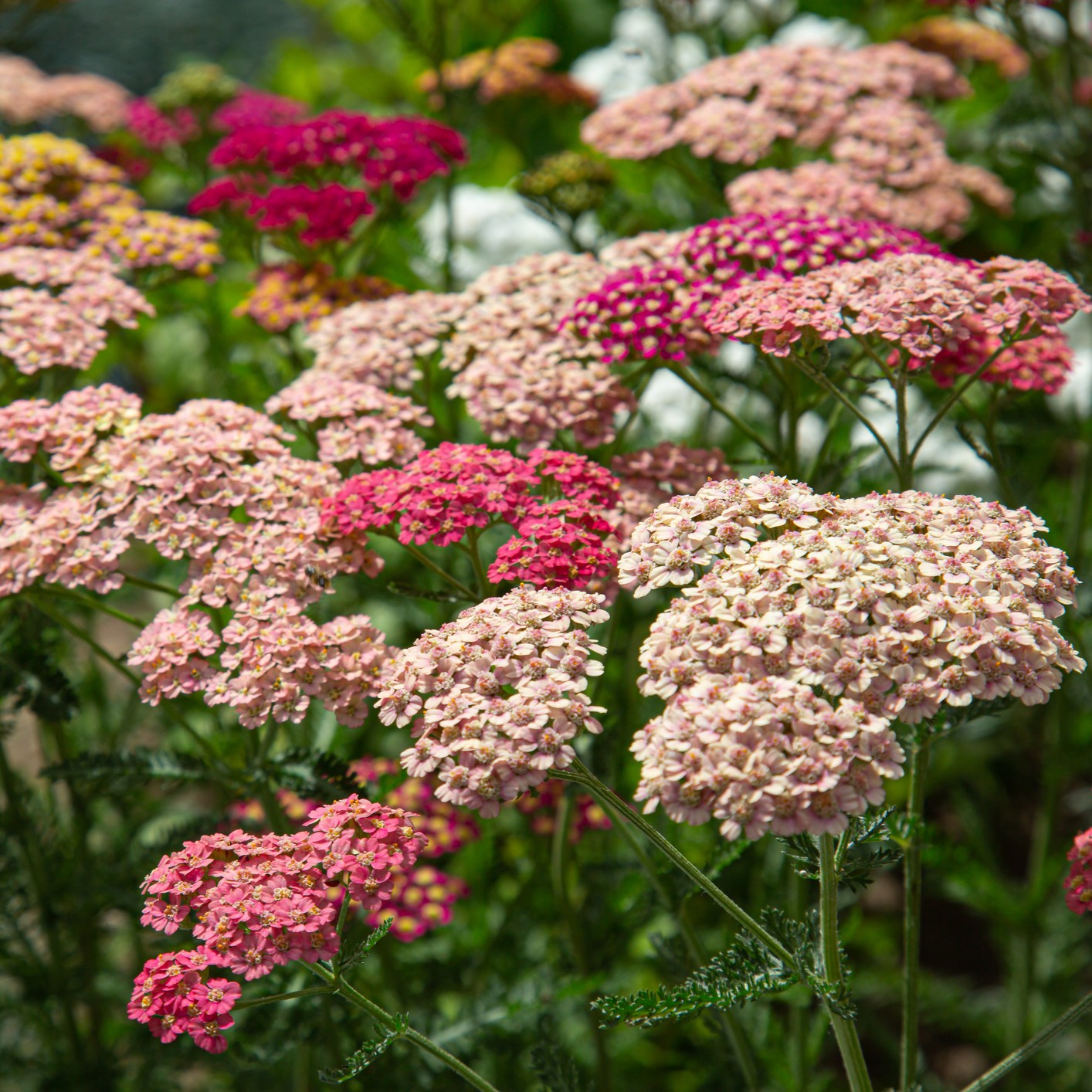 Gemischt Achillea Blumensamen zur Aussaat – Halbschatten verträglich – Traditionssorte & ohne Gentechnik Samen Hausgarten