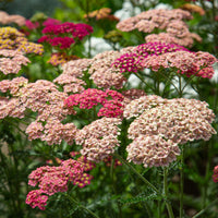 Gemischt Achillea Blumensamen zur Aussaat – Halbschatten verträglich – Traditionssorte & ohne Gentechnik Samen Hausgarten