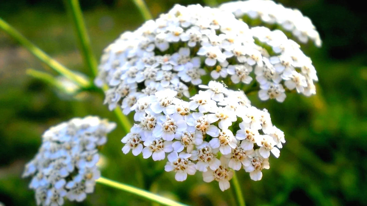 Achillea (achillea millefolium) samen for anpflanzung in home garten