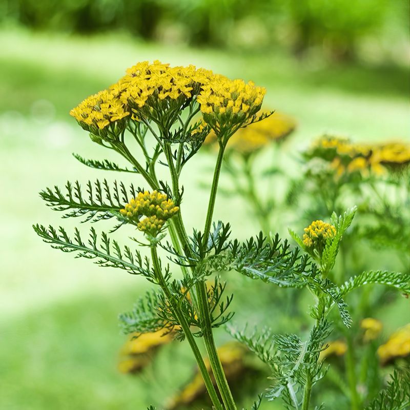 Non gmo gelb achillea millefolium samen