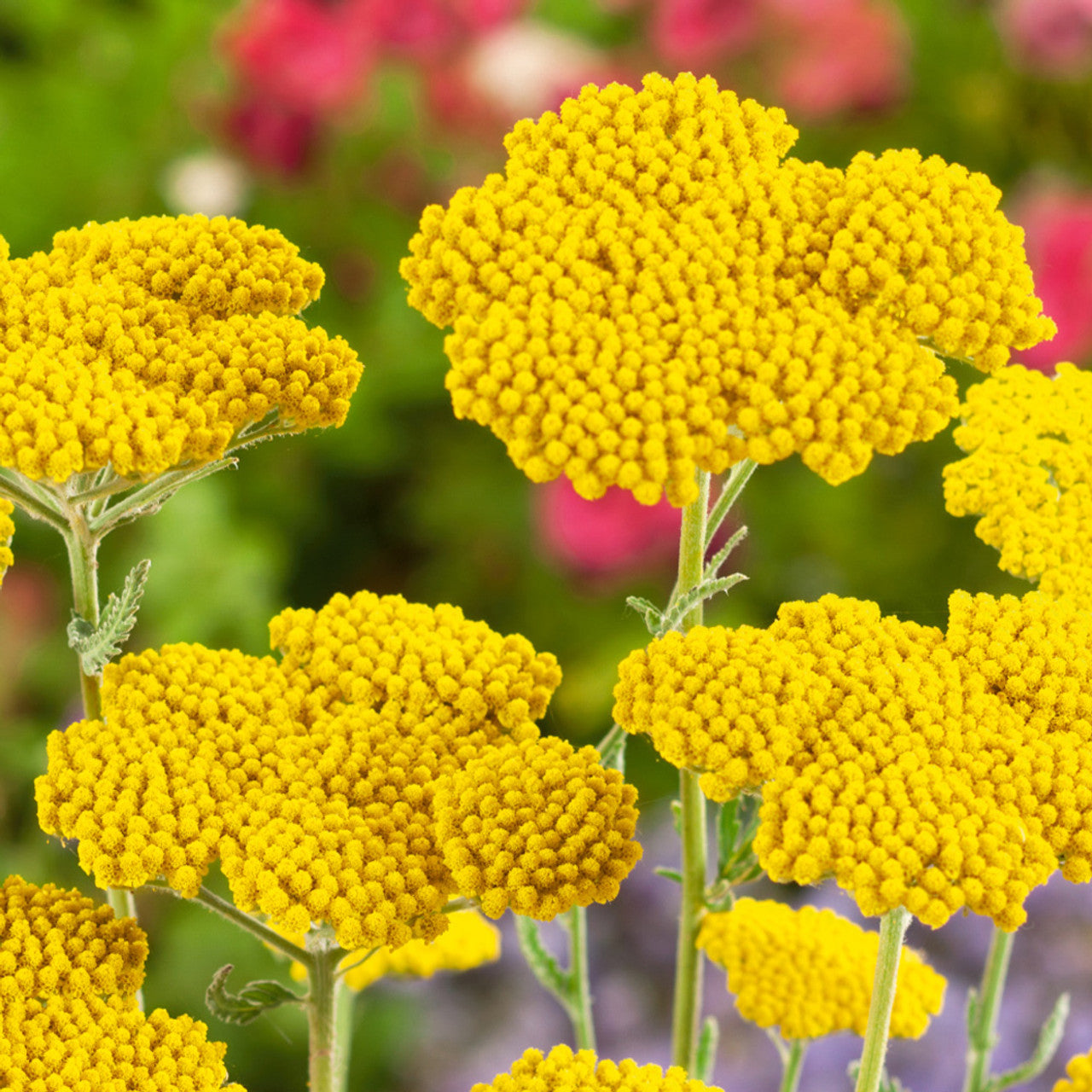 Ornamental gelb achillea millefolium samen for landscapes