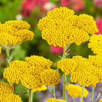 Ornamental gelb achillea millefolium samen for landscapes