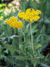 Gelb Achillea Blumensamen zur Aussaat – hochwertige Qualitäts- – Traditionssorte & ohne Gentechnik Samen Hausgarten