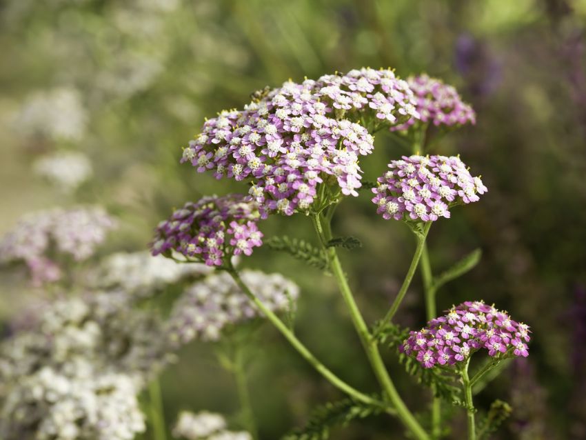 Weiß Yarrow Blumensamen zur Aussaat Schnitt Blume beliebt Traditionssorte & ohne Gentechnik Samen Hausgarten