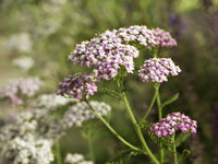 Weiß Yarrow Blumensamen zur Aussaat Schnitt Blume beliebt Traditionssorte & ohne Gentechnik Samen Hausgarten
