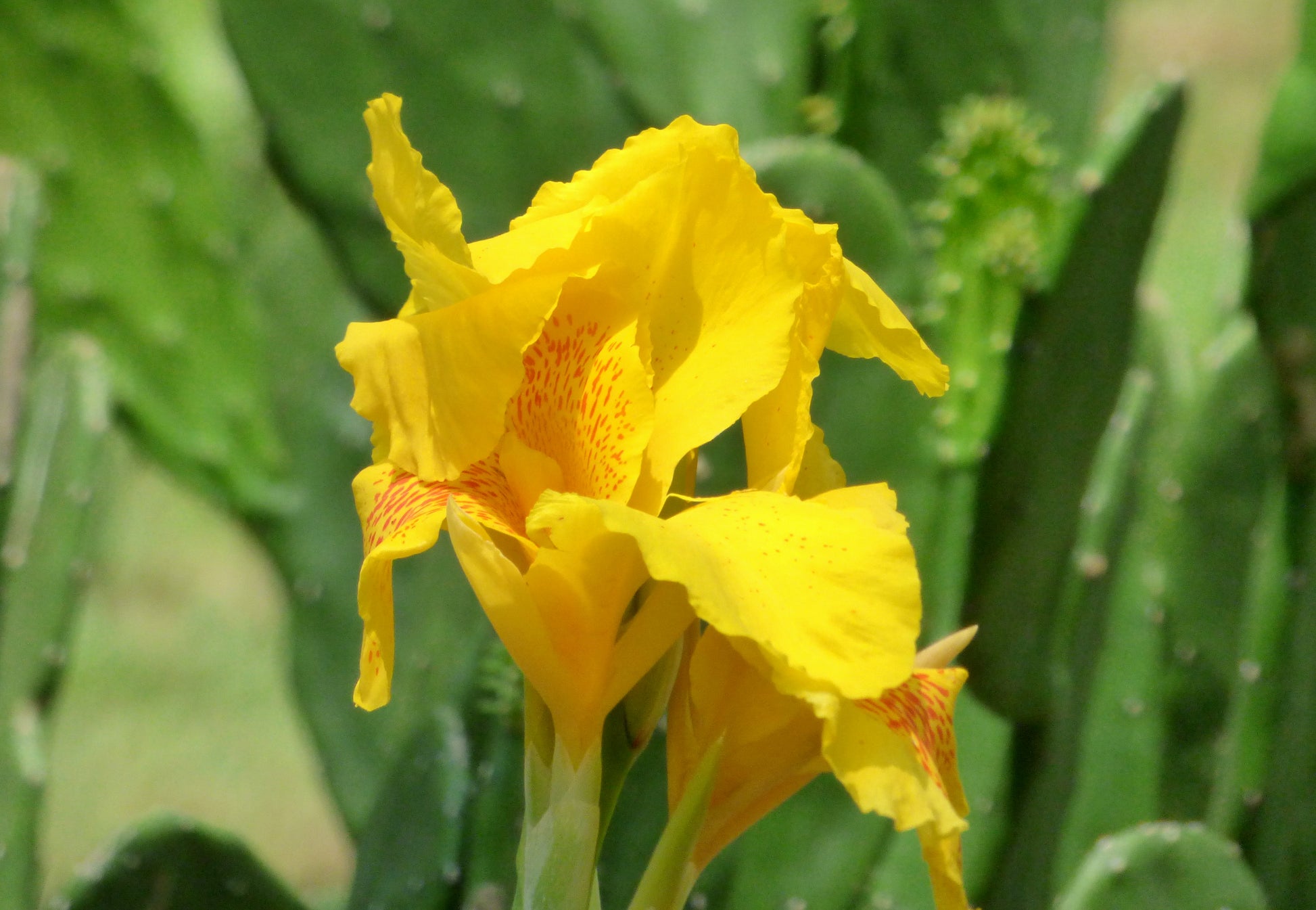 Gelb Achira Blumensamen zur Aussaat – Wildblume Mischung – Traditionssorte & ohne Gentechnik Samen Hausgarten