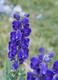 Aconitum Blumensamen zur Aussaat – ideal Rabatten – Traditionssorte & ohne Gentechnik Samen Hausgarten