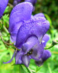 Traditionssorte Aconitum Blumensamen zur Aussaat robust Sorte Traditionssorte & ohne Gentechnik Samen Hausgarten