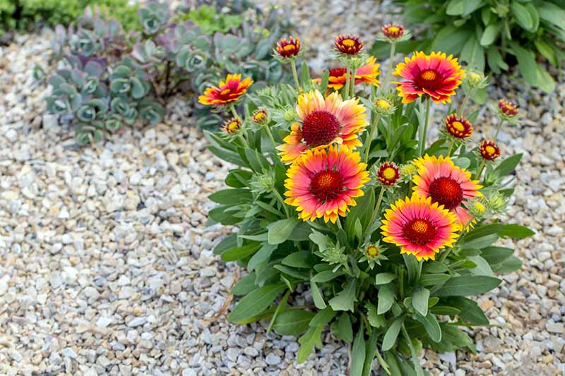 Gelb Gaillardia Aristata Blume Aussaat – Samen leuchtend Blüten Garten