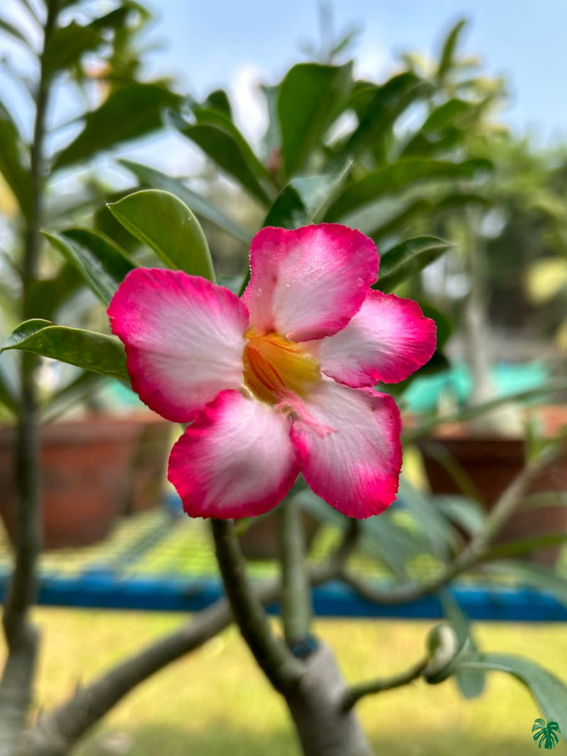 Adenium blume samen for anpflanzung cut blume favorite heirloom & gmo free samen for home garten 
 
 sale for anpflanzung in home garten