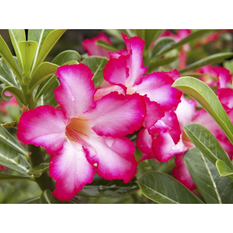 Desert rose garten samen for outdoor/indoor anpflanzung