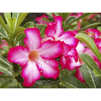 Desert rose garten samen for outdoor/indoor anpflanzung