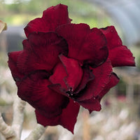 Schwarz Rot Wüstenrose Obesum Blumensamen zur Aussaat – farbenfroh Schau – Traditionssorte & ohne Gentechnik Samen Hausgarten