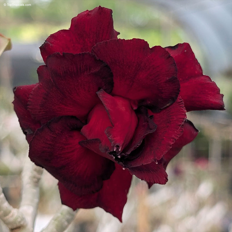 Schwarz Rot Wüstenrose Obesum Blumensamen zur Aussaat – farbenfroh Schau – Traditionssorte & ohne Gentechnik Samen Hausgarten