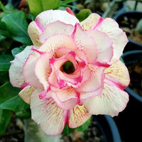 Non gmo adenium samen for anpflanzung