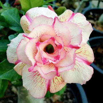 Non gmo adenium samen for anpflanzung