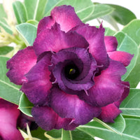 Lila adenium garten samen for outdoor/indoor anpflanzung