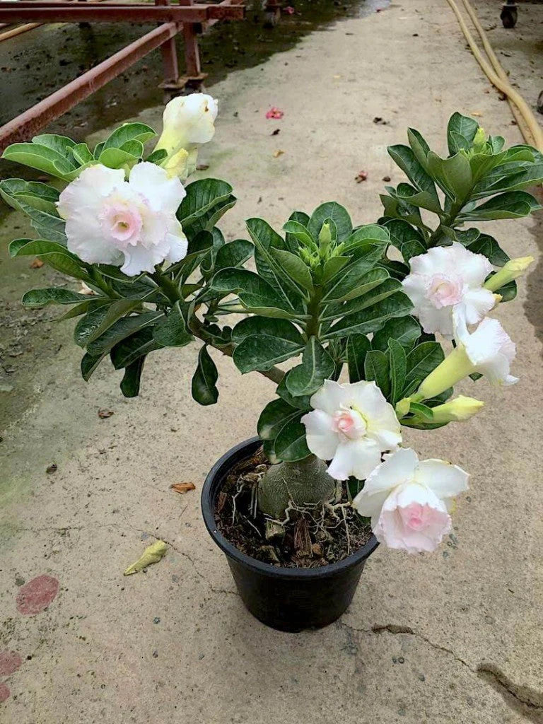 Wüstenrose Blumensamen zur Aussaat – leuchtend Blüten – Traditionssorte & ohne Gentechnik Samen Hausgarten