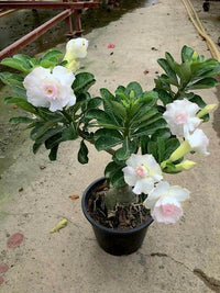 Wüstenrose Blumensamen zur Aussaat – leuchtend Blüten – Traditionssorte & ohne Gentechnik Samen Hausgarten