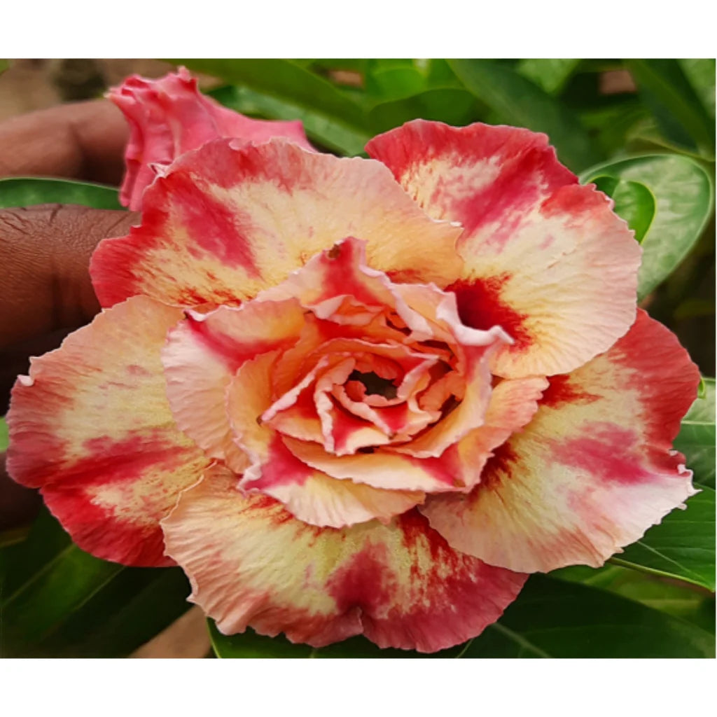 Orange Gelb Wüstenrose Blumensamen zur Aussaat – farbenfroh Schau – Traditionssorte & ohne Gentechnik Samen Hausgarten