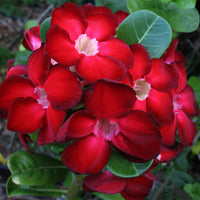 Clear (clear adenium) samen for anpflanzung in home garten