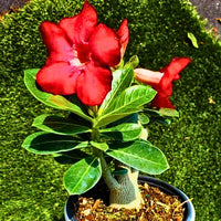 Schwarz Rot Wüstenrose Obesum Blumensamen zur Aussaat – farbenfroh Schau – Traditionssorte & ohne Gentechnik Samen Hausgarten