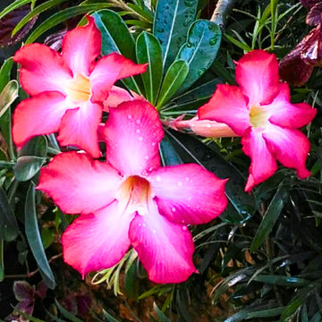 Wüstenrose Samen zur Aussaat Anzucht Desert Rose Blumen at Haus