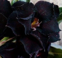Schwarz Wüstenrose Blumensamen – exotisch Wildblume Mischung Traditionssorte & ohne Gentechnik Hausgarten